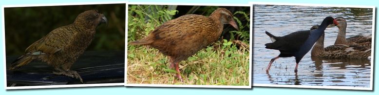 oiseaux
