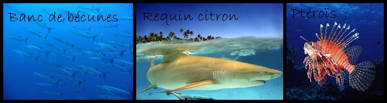 poissonsplongée3