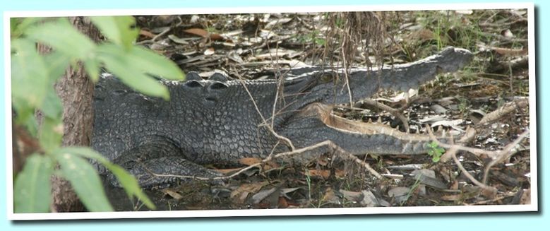 croco2