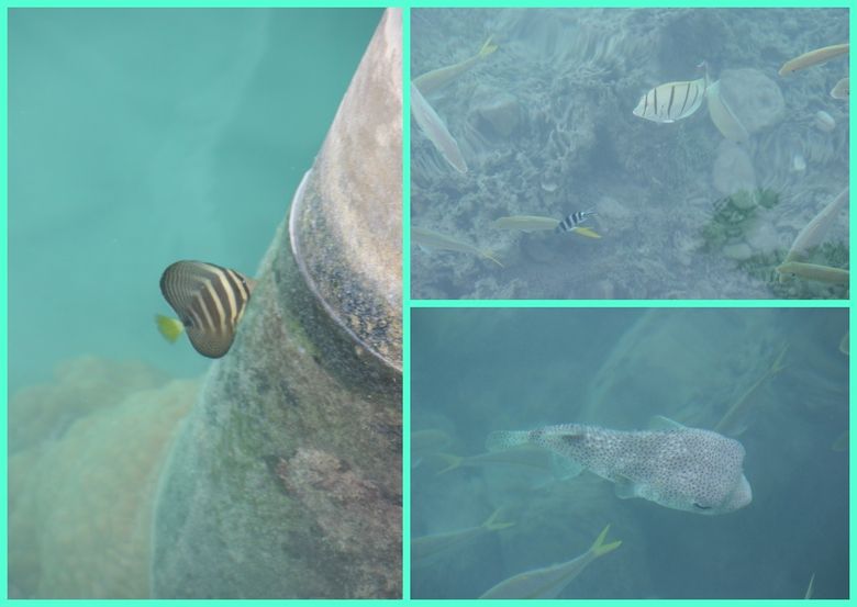poissons1
