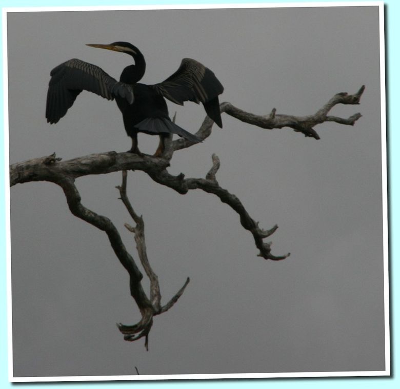 oiseaux7