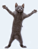 gif-chat-20-4-.gif