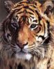 Tigre.1.jpg