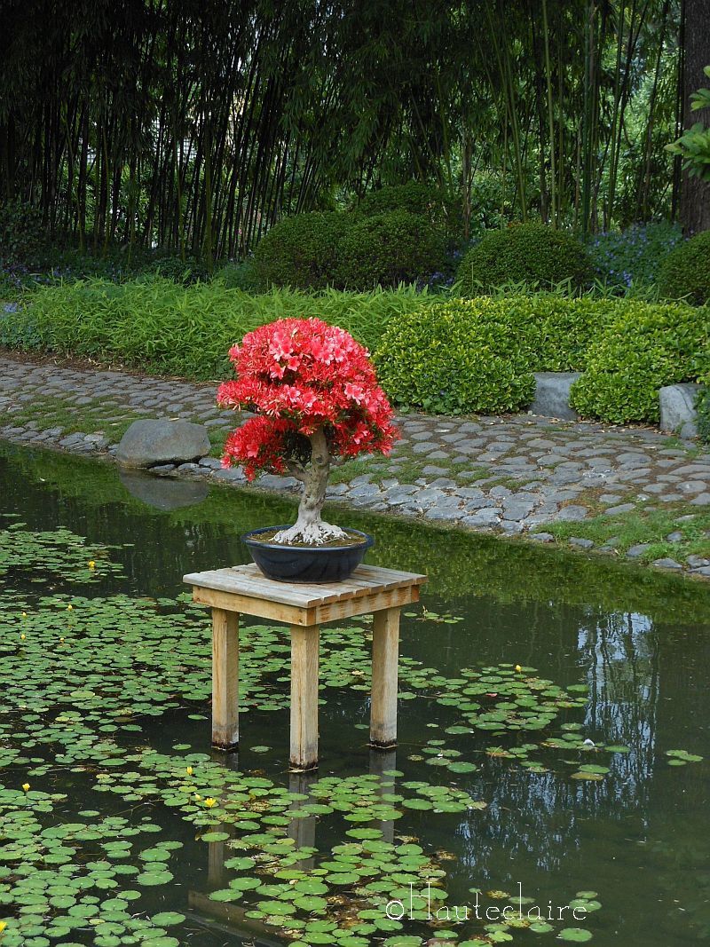 bonsai-rouge.jpg