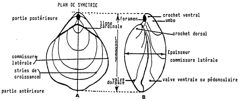 Brachiopodes2