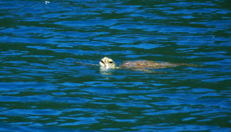 Guadeloupe BT Deshaies Tortue Verte 1 copie