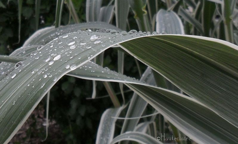 feuille-verte-et-gouttes.jpg