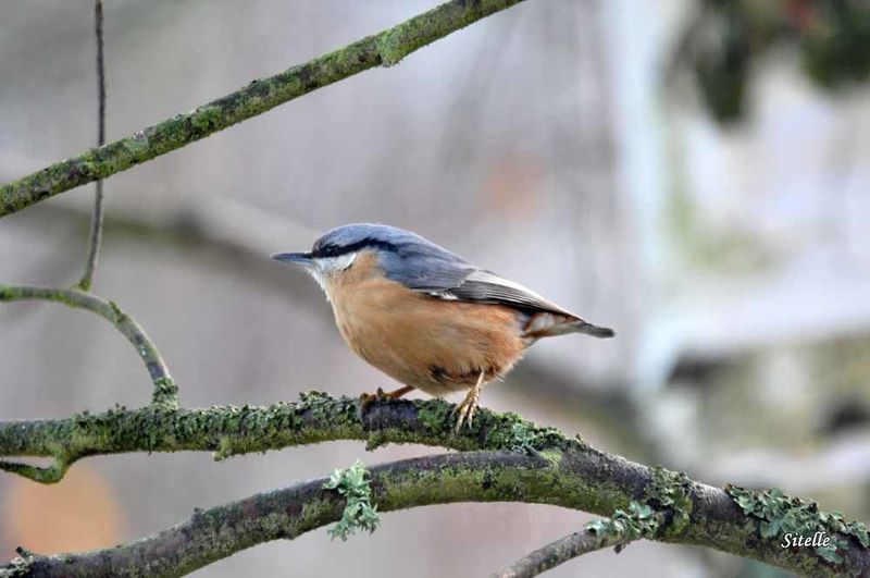 Oiseaux 0330 si