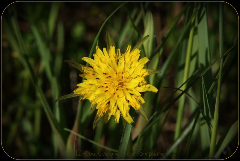 Macro---Fleurs--Plantes--Vegetaux-.-6282.JPG