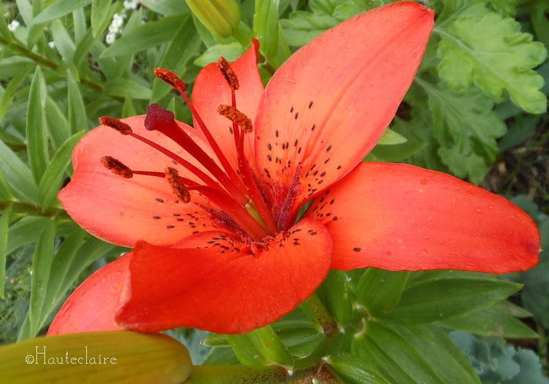 lys-en-rouge.jpg