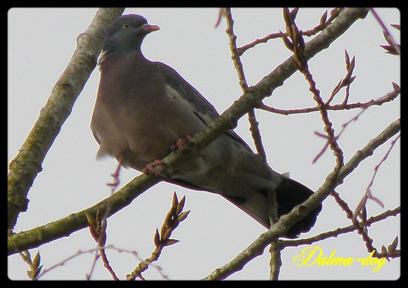 pigeon-ramier--3-.JPG