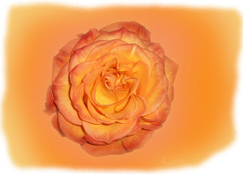 rose-orange.jpg