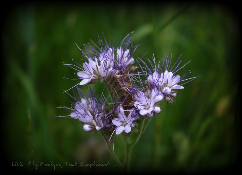 Macro---Fleurs--Plantes--Vegetaux-.-7032.JPG