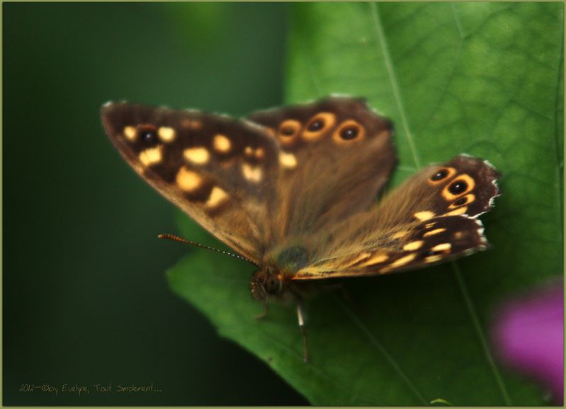 Macro---Insectes--Papillons--9831.JPG