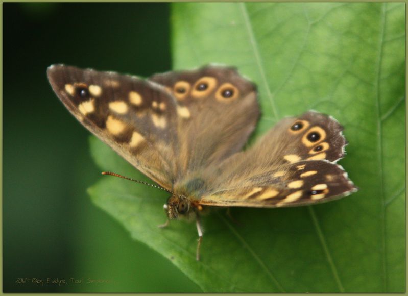 Macro---Insectes--Papillons--9840.JPG