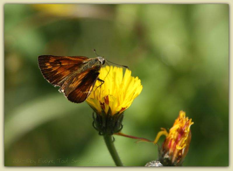 Macro---Insectes--Papillons--9755.JPG