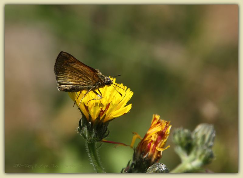 Macro---Insectes--Papillons--9759.JPG