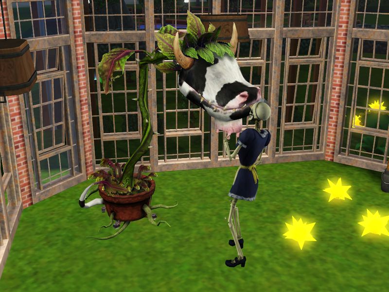 plante vache mange brunehilde