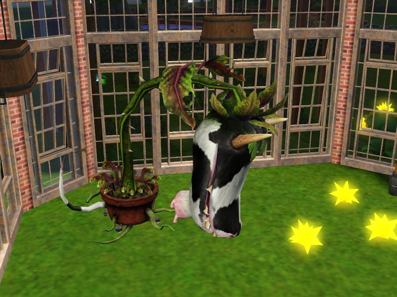 plante vache mange brunehilde