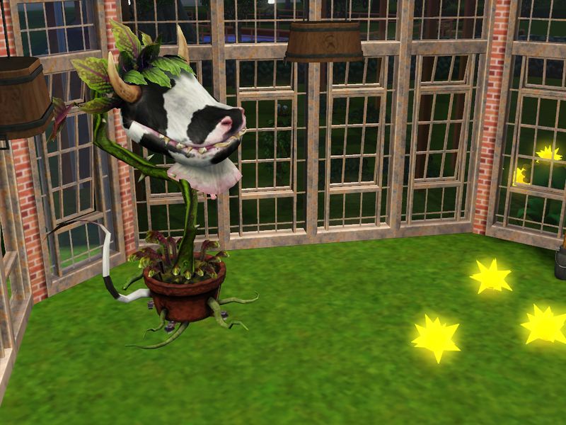 plante vache mange brunehilde