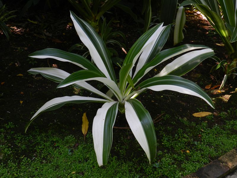 Guadeloupe Deshaies JardBot Araceae xx1 copie
