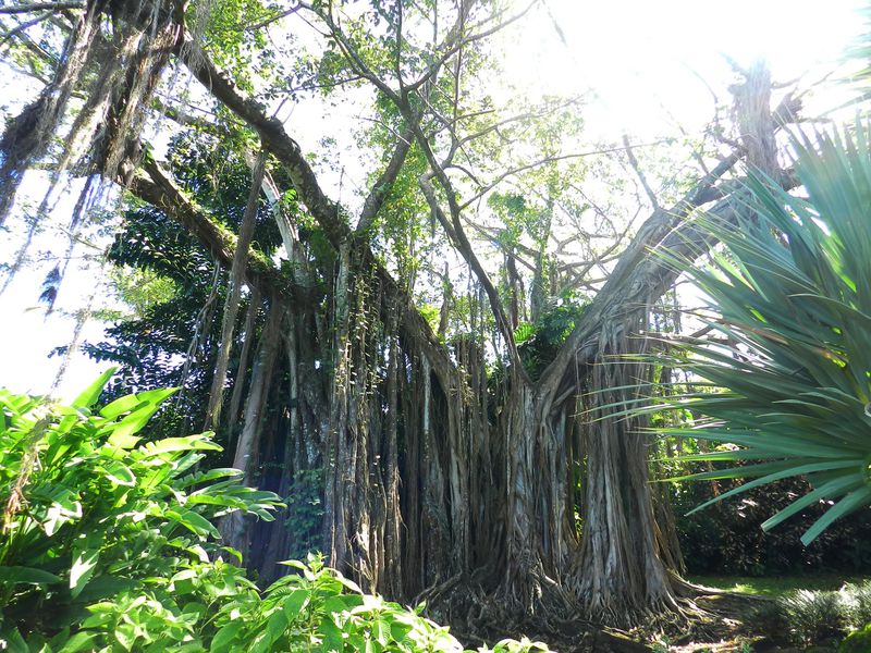 Guadeloupe Deshaies JardBot Ficus Benghalensis Banian 1 cop