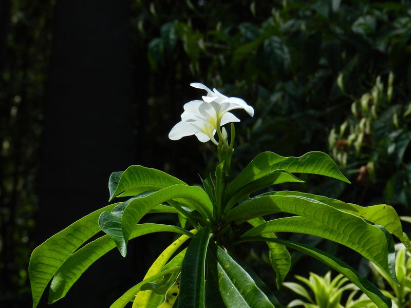 Guadeloupe Deshaies JardBot Frangipanier Blanc 1 copie