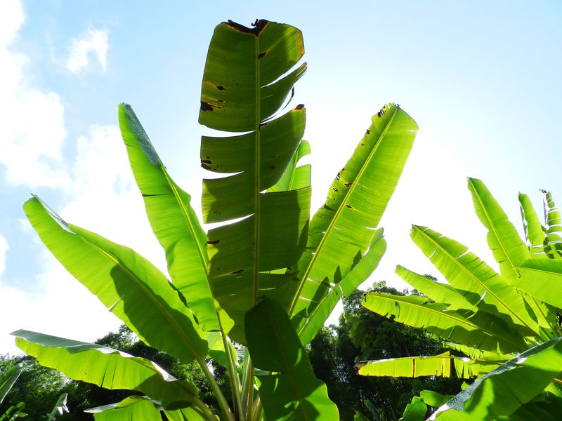 Bananier feuilles 1 Martinique