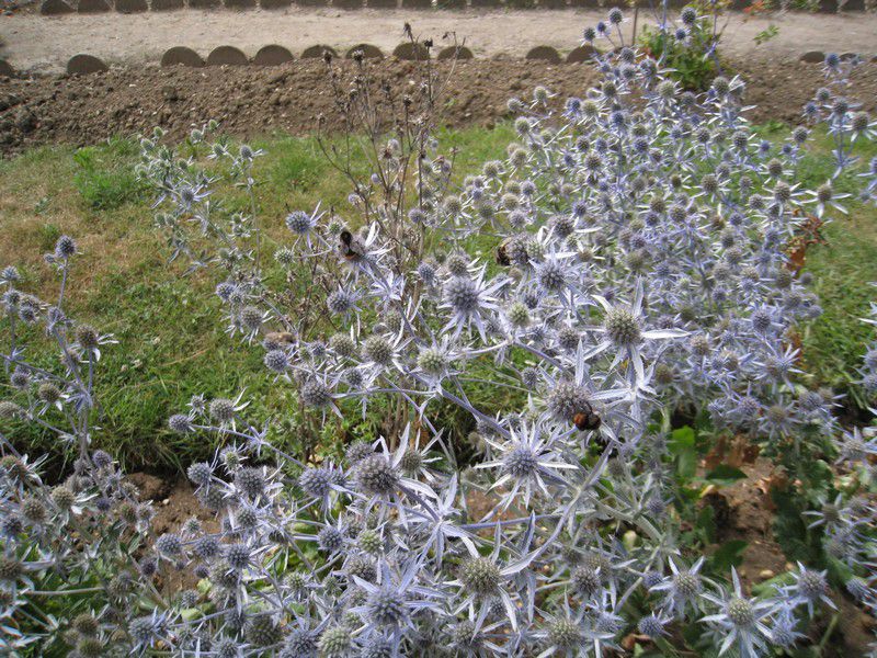 Jardin Des Plantes. au jardin des Plantes de