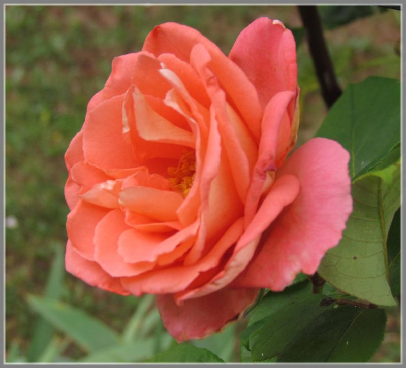 rose-rose-copie-2.jpg
