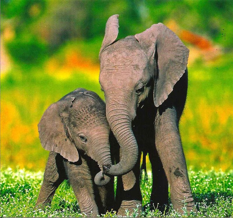 Elephanteaux.jpg