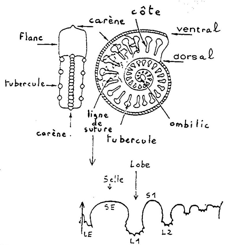 Céphalopodes2