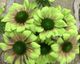 echinacea green envy2
