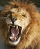lion.jpg