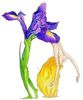 lutine iris