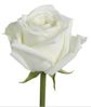 rose-blanche.jpg
