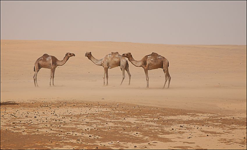 Trois-chameaux-a-Faya.jpg