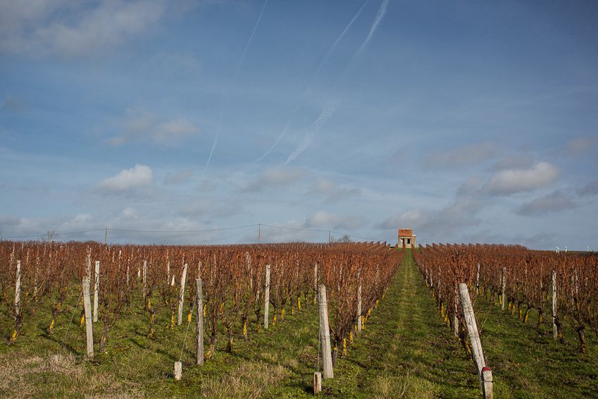 Vignes-du-chateau-de-Quaincay-2-2.jpg
