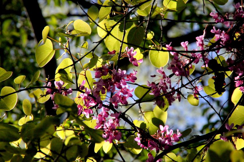 Primavera---Verano-2011-3387.JPG