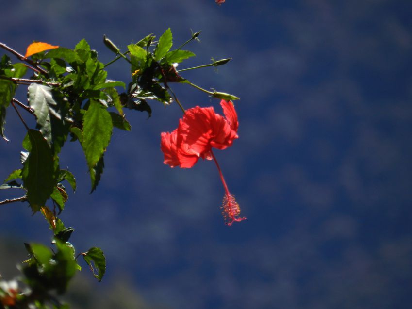 Dominik Hibiscus rouge1 copie