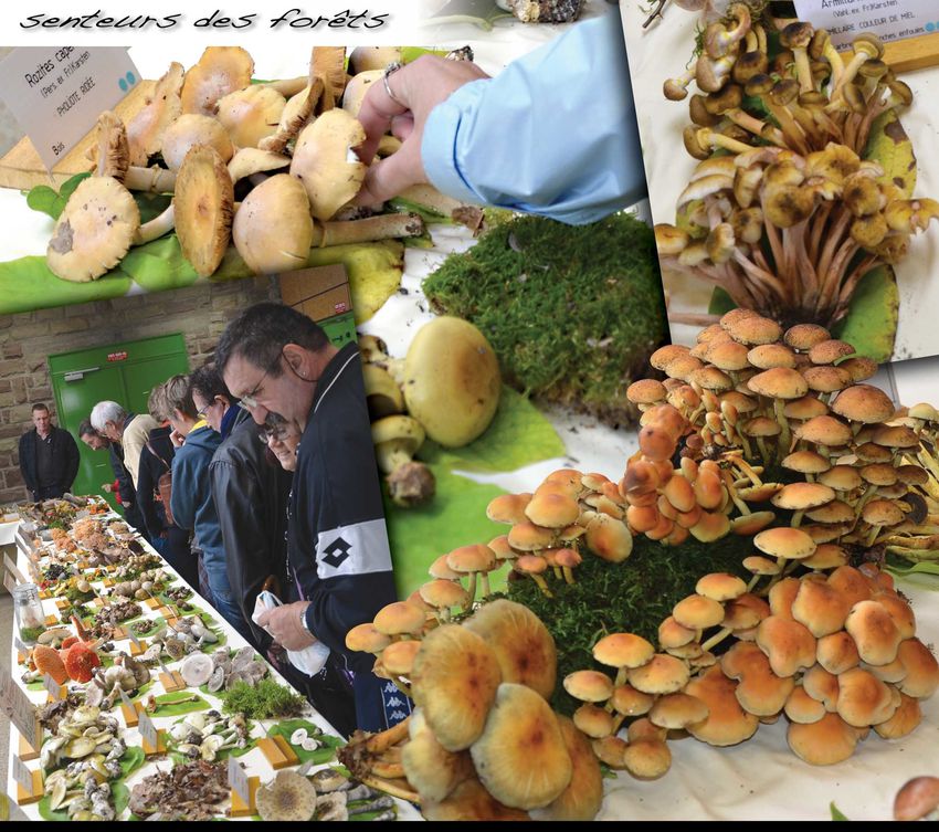 ExpoChampignons10_2013.jpg