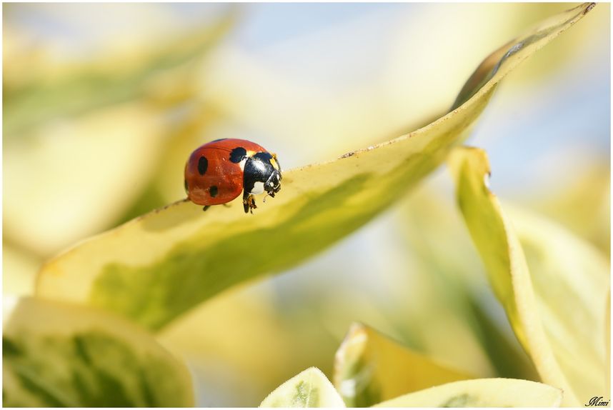 coccinelle-02-2011.JPG