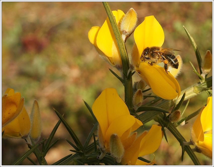048---Abeille.JPG