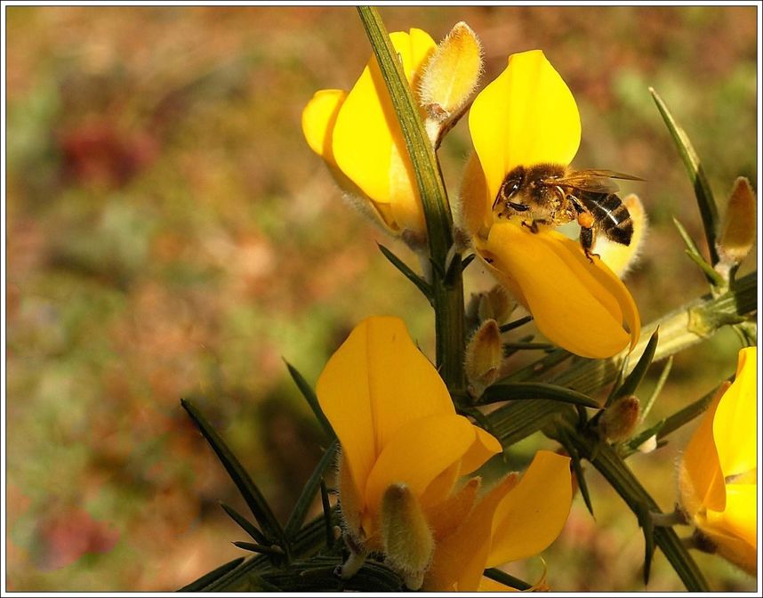 Abeille-sur-une-fleur-d-ajonc.JPG