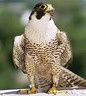 falco peregrinus