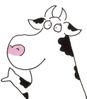 vache