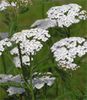 achillea-millefolium-webss.jpg