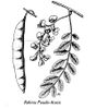 Robinia pseudo acacia FA