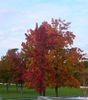 arbres rouges