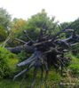 arbre couché 2